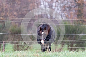 View of a Thoroughbred horse grazing in the field fenced with wires while wearing a noseband