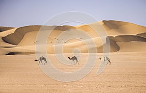View of the three camels in the desert in Dubai, UAE