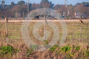 View of three Chimango caracaras perched on a fence in the field