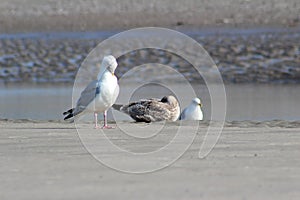 View on three gulls sitting on the watt at the northern sea island