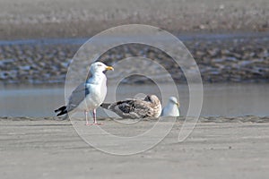 View on three gulls at the watt on the northern sea island juist germany