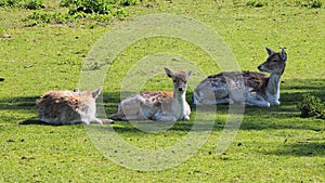 View of three laying deer