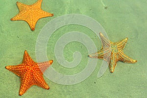 View of three starfishes in playa Estrella, Panama photo