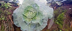 view of thriving and fresh cabbage plants on a farm in the morning