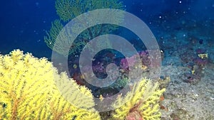 View throgh gorgonians in the deep mediterranean reef