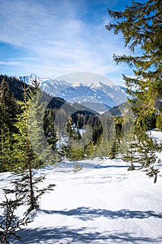View thruogh forest on plateau Kaiserau to mountain Rottenmanner Tauern