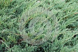 The view of the thuja is horizontal. Coniferous shrub. Concept background, texture, plants