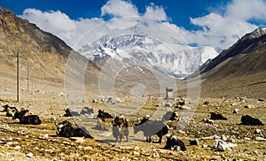 View from the Tibetan plateau on Mount Everest