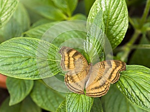 The brown butterfly