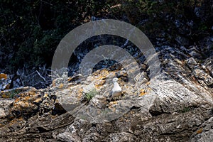 View of a tiny white bird sitting on the stones n a sunny day in Croatia, Dalmatien, Korcula
