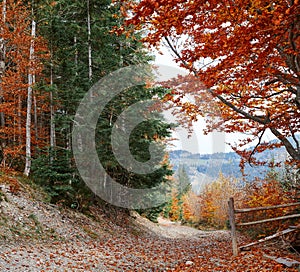 View on tne part of mountain road in autumn forest with bright yellow trees and green pines
