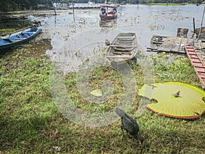 View to Amazon river and traditional boats in the Brazilian Rainforest,