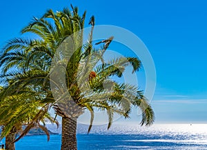 A big palm tree on the promenade of Nice, France, against the ocean and a bright blue sky