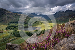 A view to Blea Tarn, Lake District with dramatic sky and heather in bloom