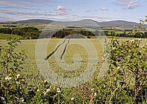 View to the Cheviots