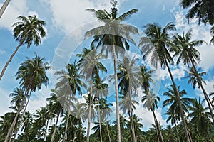 View to the coconut trees plantation at Koh Samui, Thailand. photo