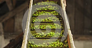 View to conveyor with harvested cascade hop on farm