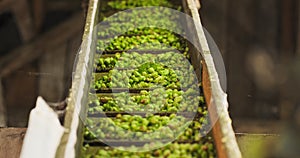 View to conveyor with harvested cascade hop on farm