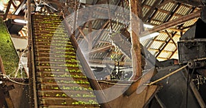 View to conveyor with harvested cascade hop on farm