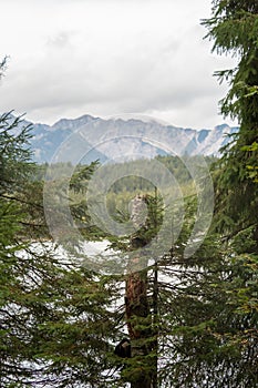 View to the Eibsee between trees and shrubs