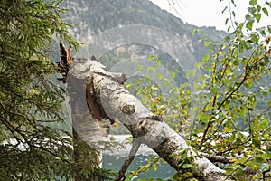 View to the Eibsee between trees and shrubs