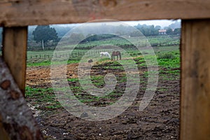 View to a field with two horses trough a whole of a hence. Countryside foggy morning landscape. Natural living concept