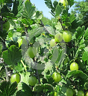 View to fresh green gooseberries on a branch of gooseberry bush in the garden.