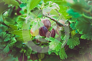 View to fresh green gooseberries on a branch of gooseberry bush in the garden