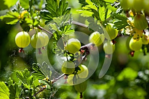 View to fresh green gooseberries on a branch of gooseberry bush in the garden.