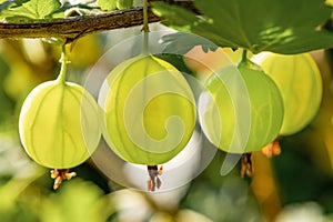 View to fresh green gooseberries on a branch of gooseberry bush in the garden. Closeup view of the organic gooseberry berry hangs