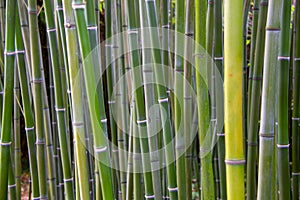 A view to a green bamboo forest