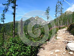 View to a hiking trail on background of mountains, forest and sky