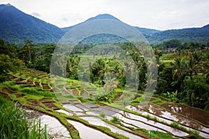 View to Jatiluwih rice terraces, Bali, Indonesia