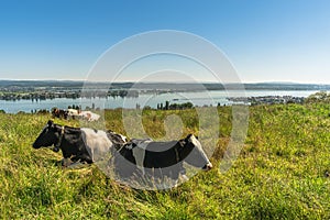 View to Lake Constance and the island of Reichenau, cows grazing on a meadow, Canton of Thurgau, photo