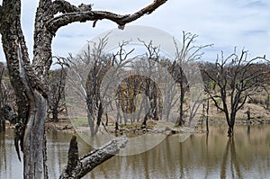 Sobre el en bosque durante rechazar 