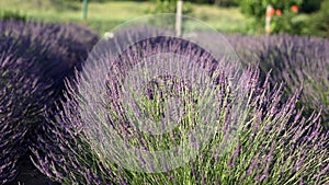 View to lavender rows with swaying in the wind flowers