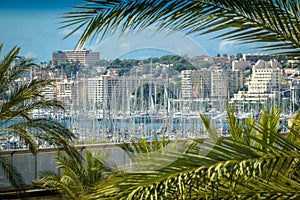 View to marina and Paseo Maritimo which is a nice boardwalk in Palma de Mallorca photo