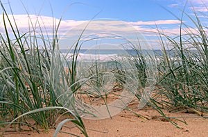View to the ocean through dune grass at shelly beach on the new south wales central coast.