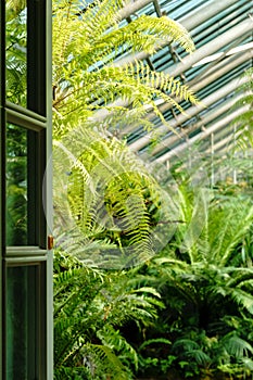 View to the open door and greenhouse with various ferns palms and other tropical plants in sunny day