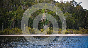 View to pitcher plant of Nepenthes,Atsinanana region, Madagascar