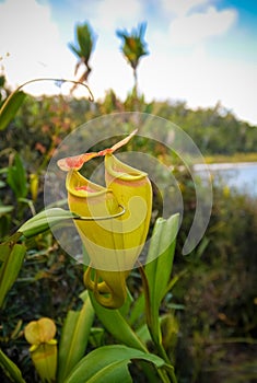 View to pitcher plant of Nepenthes,Atsinanana region, Madagascar photo