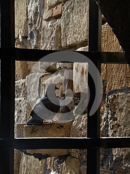 View to rock dove through grates