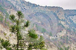 View to rocky mountainside and top pine tree
