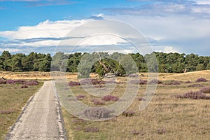 View to a sand dune in the beautiful natural reserve.