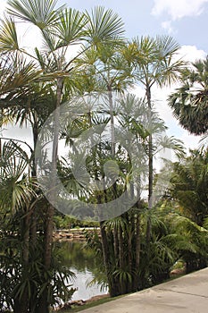 A view to several palms and a pond behind them in the Nong Nooch tropical botanic garden near Pattaya city in Thailand