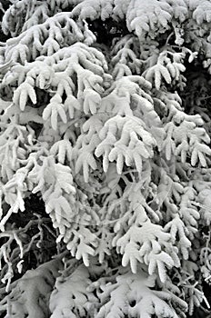 View to ski resort frozen trees on slopes