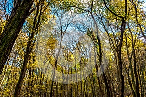 View to sky through deep colorful autumn forest