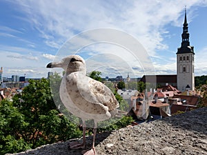 View to Tallinn old medieval town with seagull in the front. Photographed on Kohtuotsa viewing platform, tourist attraction.