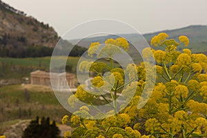 view to the temple of Segesta in Sicily