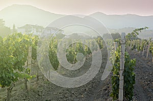 View to vineyard field in Krimea